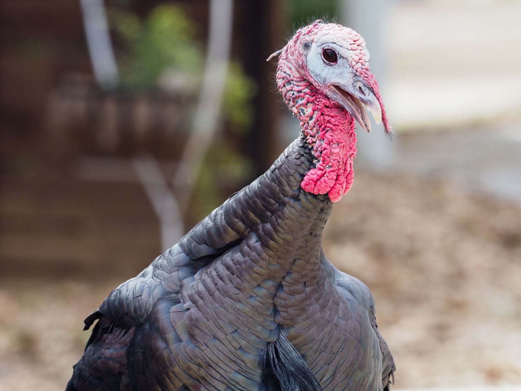 Man charged with killing Argyle turkey planned to eat him, authorities say - Vimarsana News