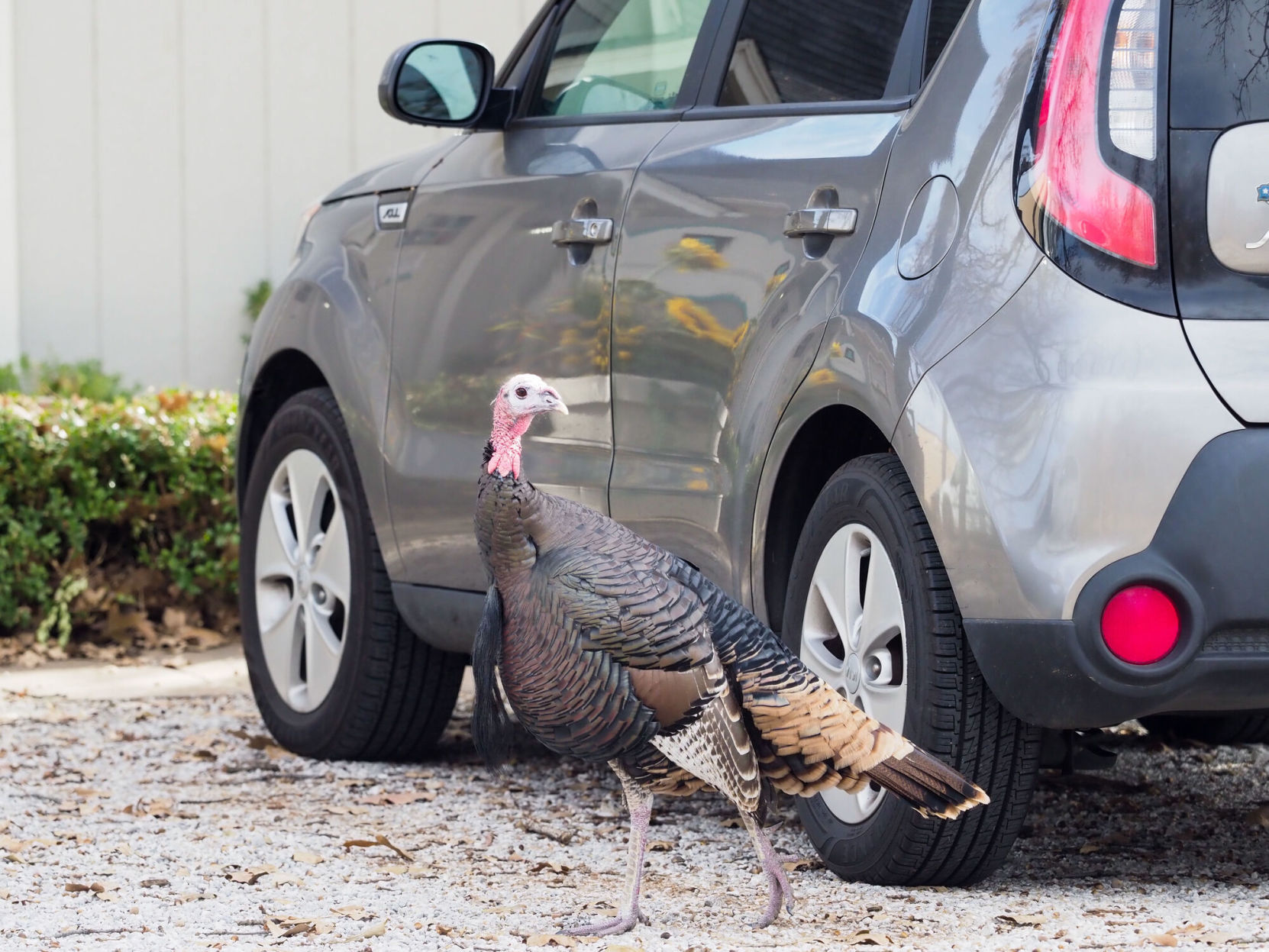 Who killed Tom, Argyle's turkey-about-town? | Argyle - Vimarsana News