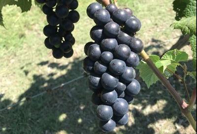 Michael Cook Backyard Grape Growing In North Texas Is A Sweet