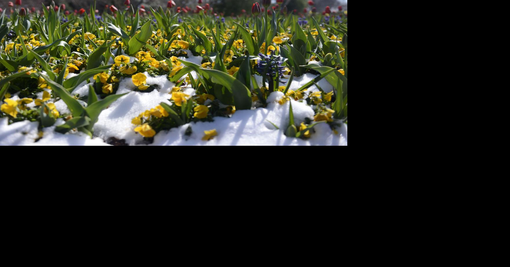 What to plant for a thriving winter garden in North Texas Agrilife