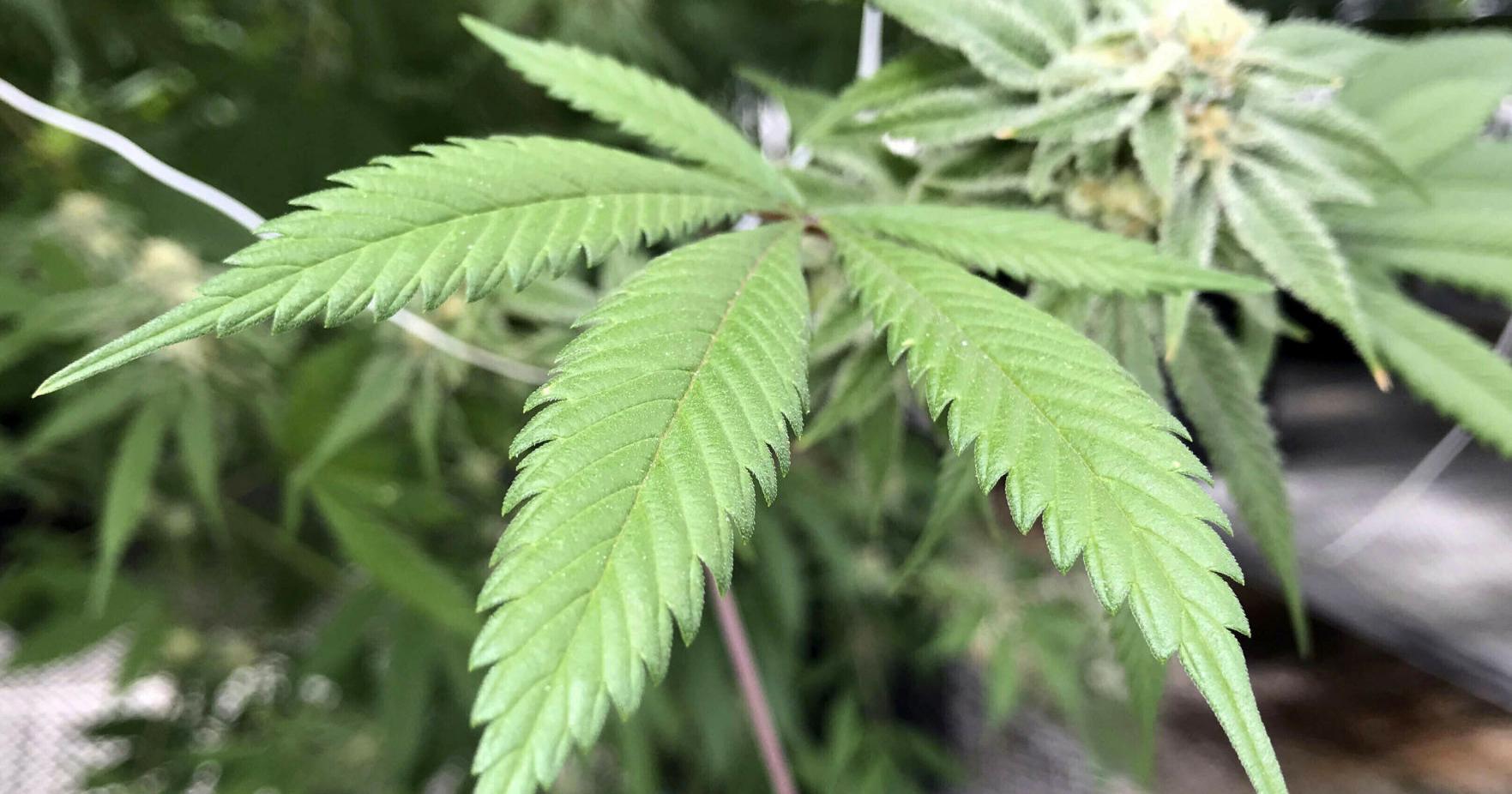 Several Dallas council members want to decriminalize small amounts of marijuana - Vimarsana News