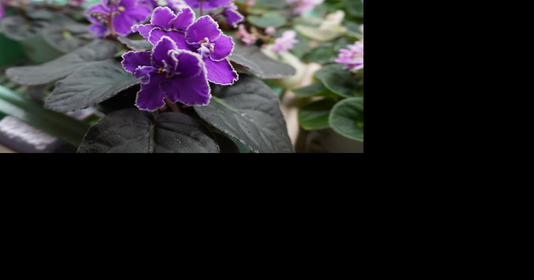 Photos: African violets in purple passion and plush pink | | dentonrc.com