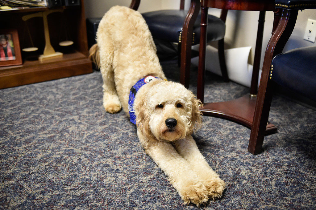 goldendoodle therapy dog