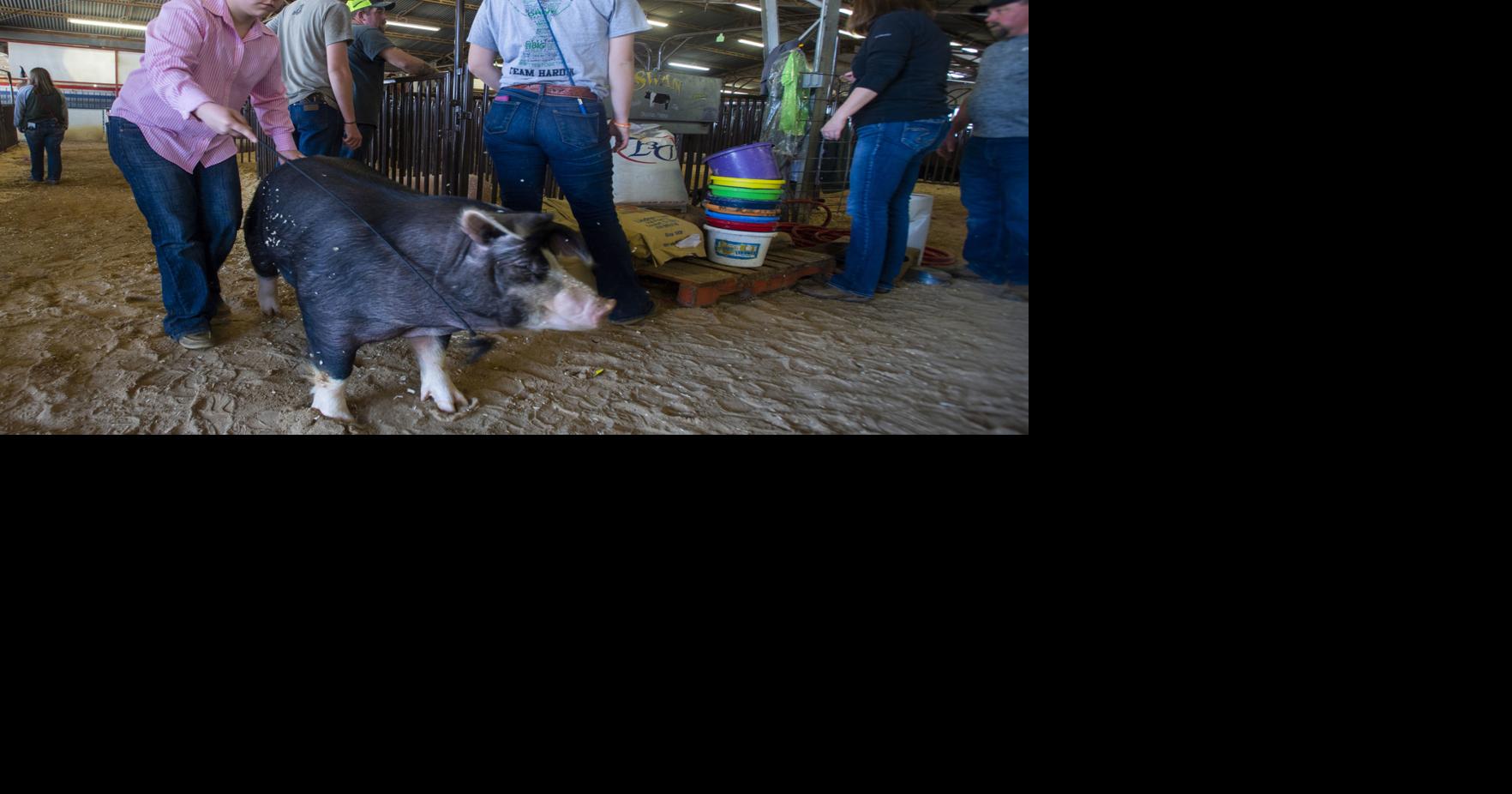 Zach Davis Denton County Youth Fair & Rodeo culminates year of hard