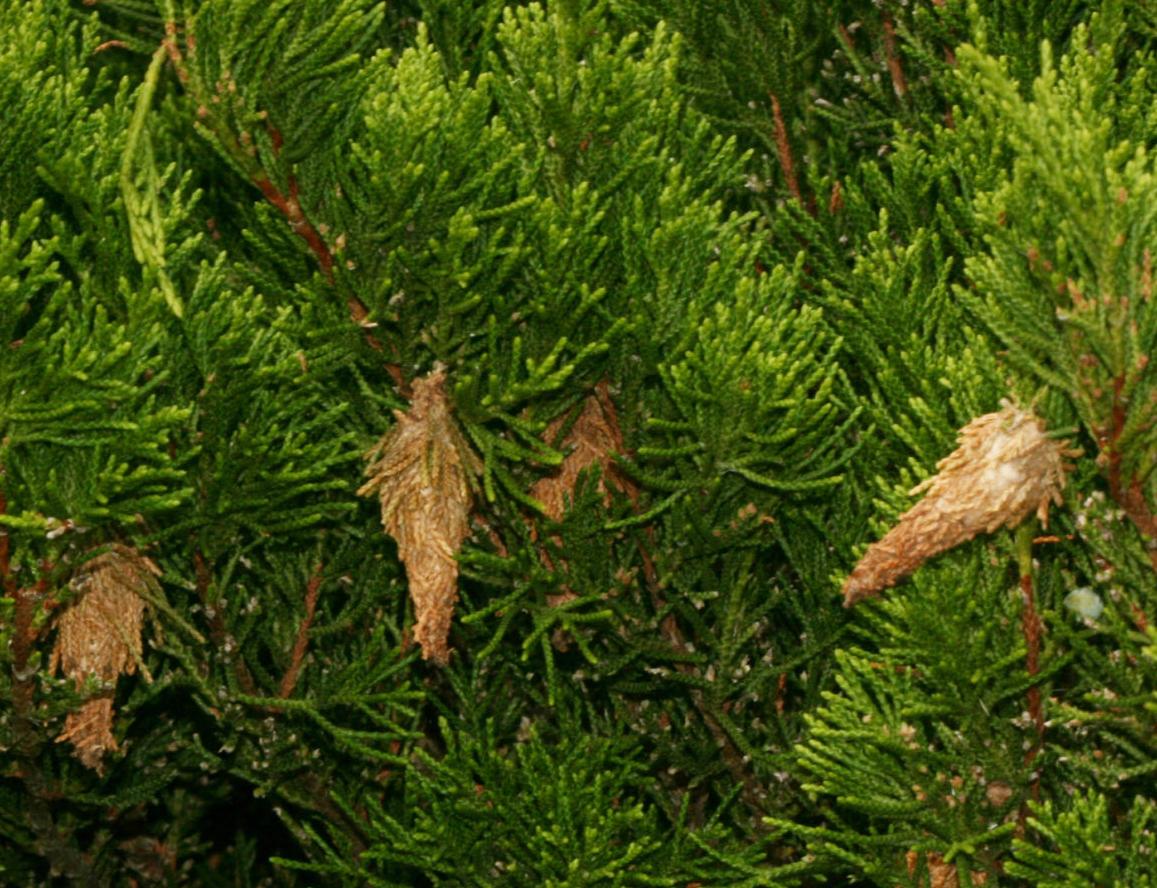 Janet Laminack Bagworms Spotted In Denton Agrilife Extension Dentonrc Com