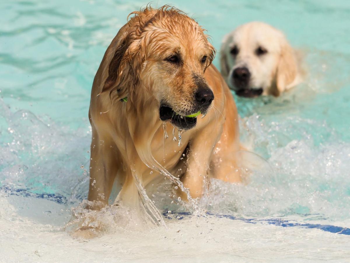 20210911_drc_news_DogDays_01
