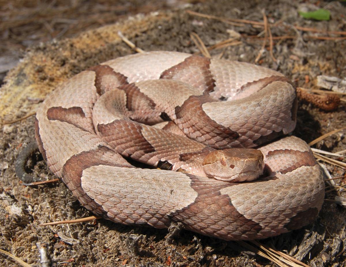 Number Of Snakebites Inches Up So Far This Year News Dentonrc Com Number Of Snakebites Inches Up So Far This Year News Dentonrc Com