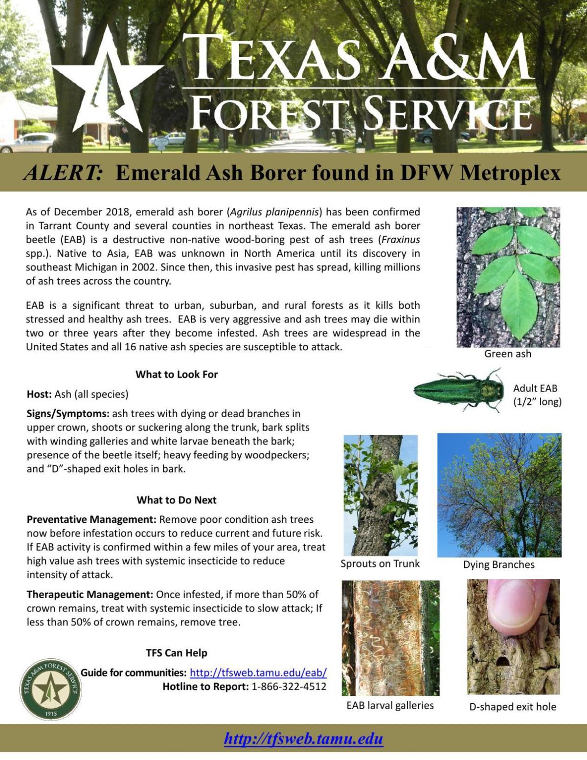 Emerald ash borer fact sheet