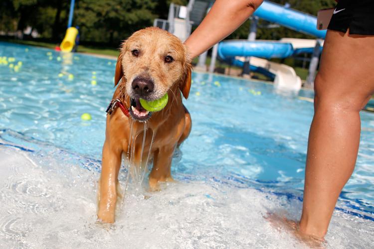 Splish Splash Doggie Bash 19 Dentonrc Com