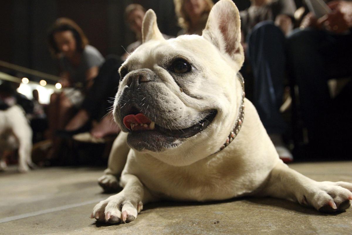 达拉斯最受欢迎的狗品种是什么？美国养犬俱乐部是这么说的 | | dentonrc.com
