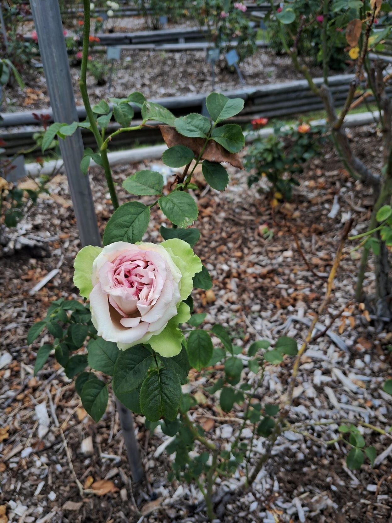 Stop and smell the roses at Gemini Peach & Rose Farm | Denton