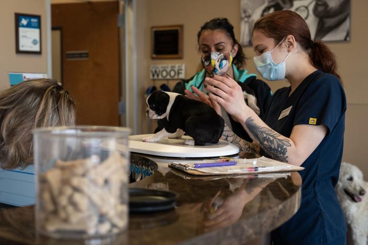 Pandemic-safe spays: Nonprofit animal clinic keeps doors open, costs down |  Non-Profit 