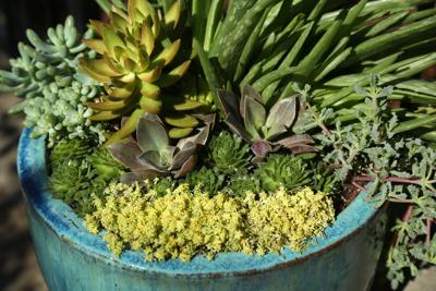 pictures of flower seeds Bulk Country Garden Flower Seed Mix main image 1