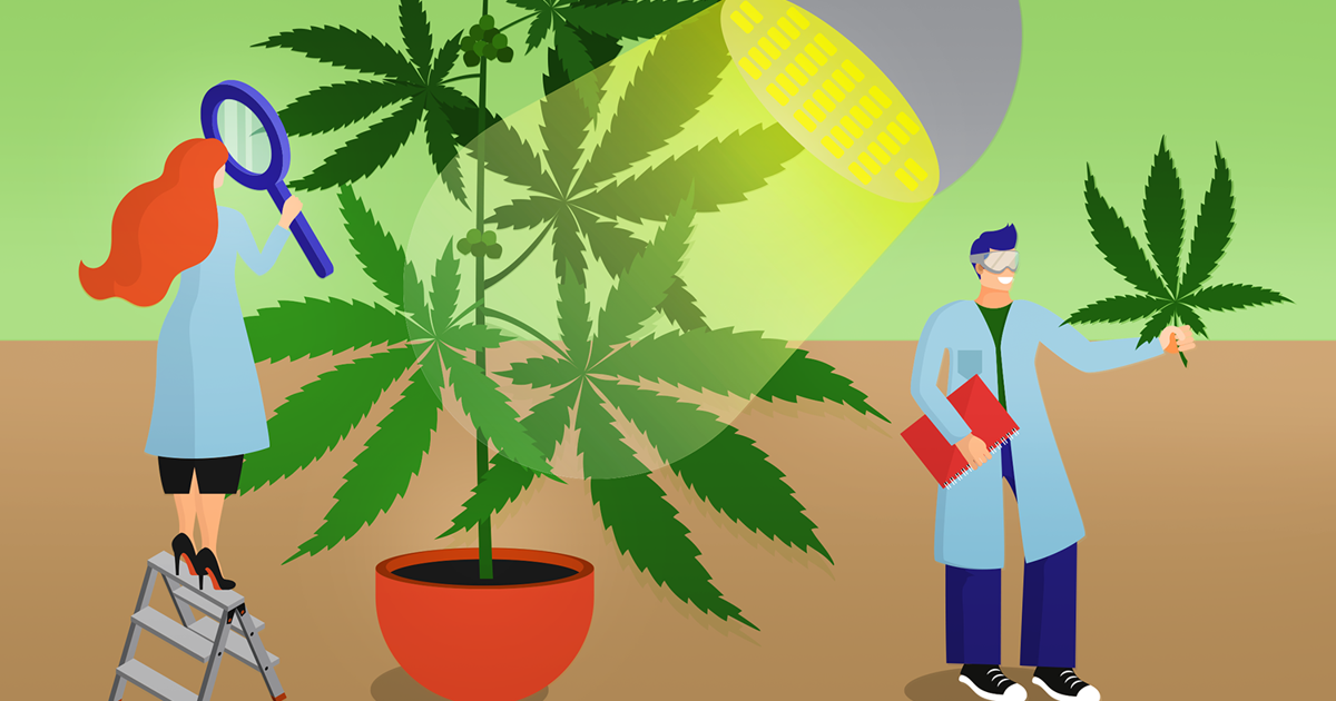 The complete ABCs of hemp, CBD and THC The complete ABCs of hemp, CBD and THC