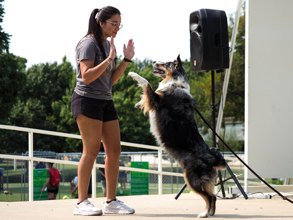 20210911_drc_news_DogDays_10