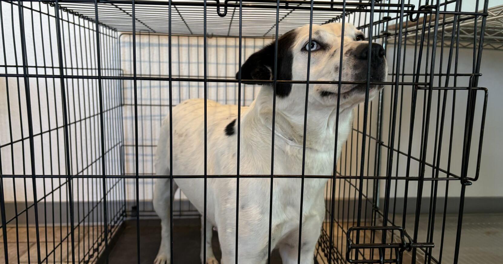 Sanger pet hospital rallies donations to treat dogs displaced, injured after tornado - Vimarsana News
