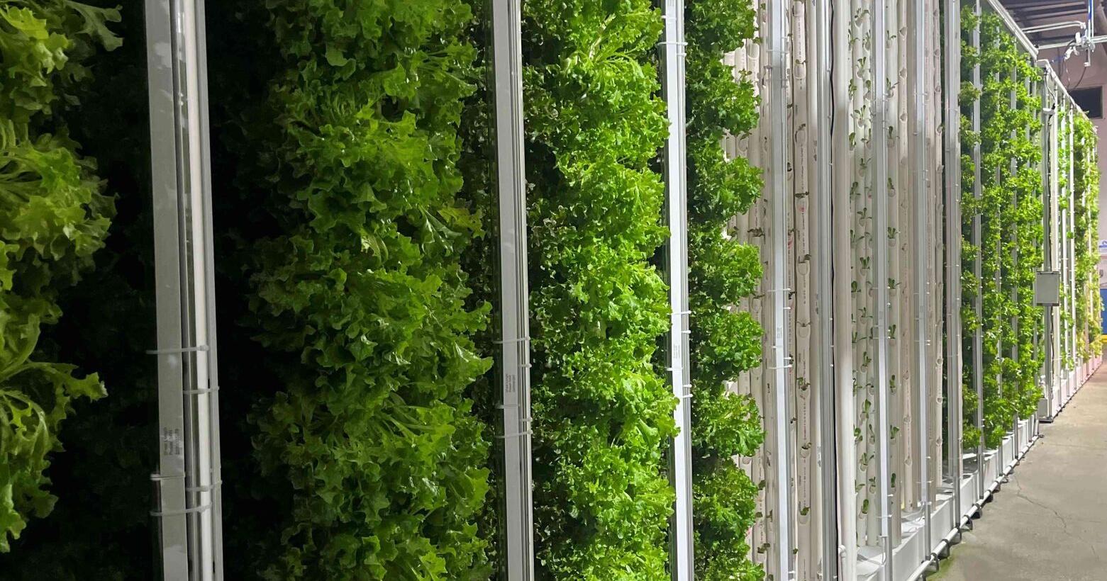 Texas couple brings pesticide-free produce to Denton with indoor, vertical farm - Vimarsana News