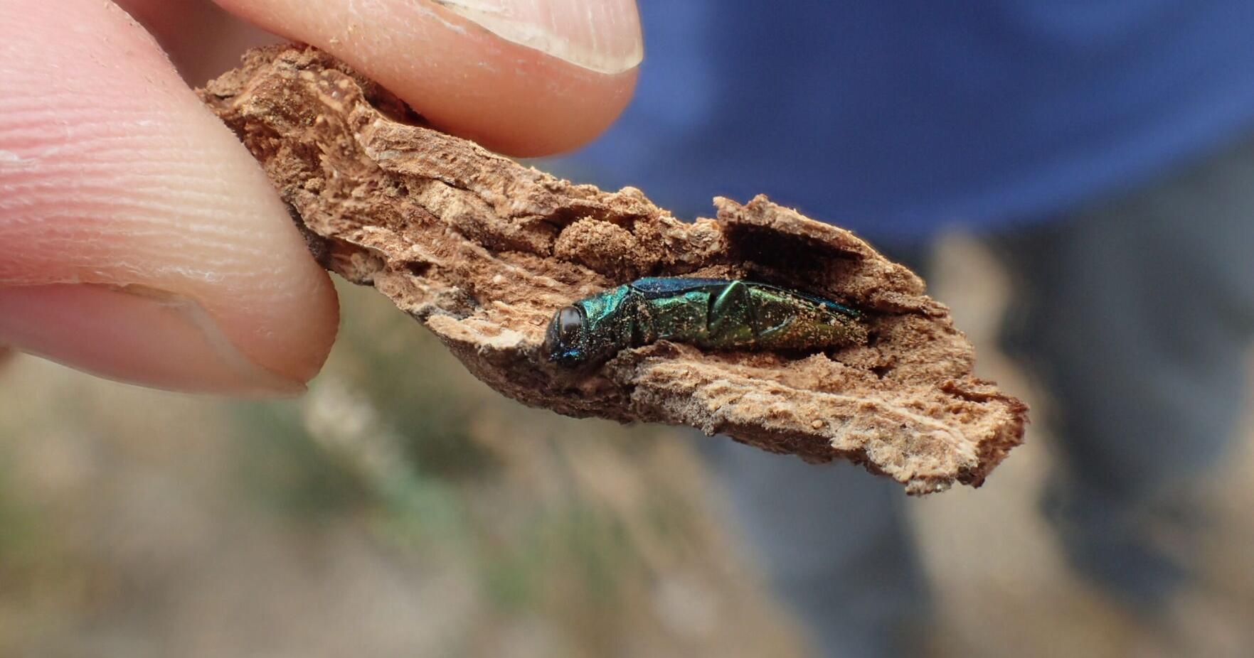 Texas forests threatened by spread of invasive beetle - Vimarsana News