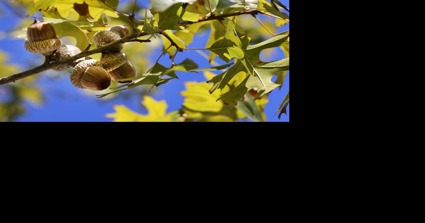 Oak trees keep dropping acorns this fall. Here’s how a ‘mast’ year