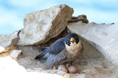Peregrine Falcon (Photo) Credit Ken Griffiths (iStock)