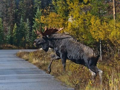 Full-grown moose bull with big antler crossing road in Jasper National Park, Alberta, Canada in autumn season with colorful trees. Focus on animal head.