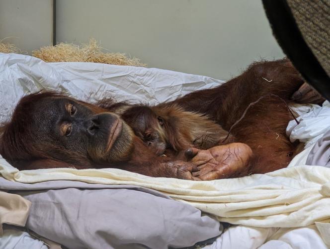 The Denver Zoo welcomed a newborn Sumatran Orangutan