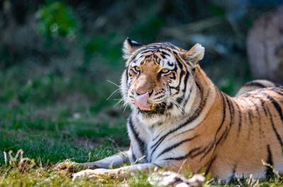 Tigers test positive for COVID-19 at Denver Zoo