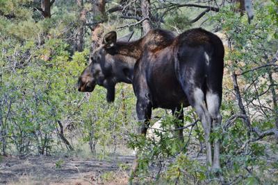 Moose captured in Colorado Springs and relocated to Teller County