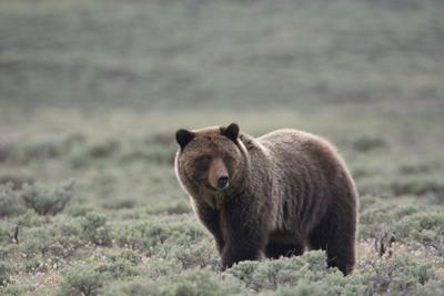 File photo of a grizzly bear walking through sagebrush in Yellowstone National Park. Photo Credit: Jill Richardson (iStock).