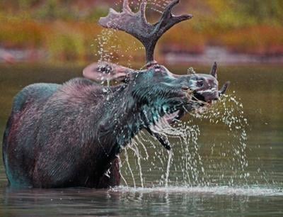 File photo of young moose. Photo Credit: Walt Snover (iStock).