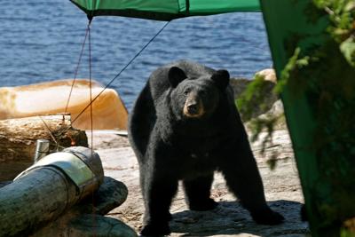 Black Bear in camp Photo Credit: GeorgePeters (iStock).
