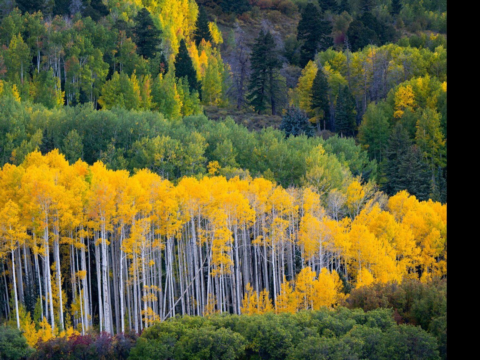 Colorado fall colors forecast 2023