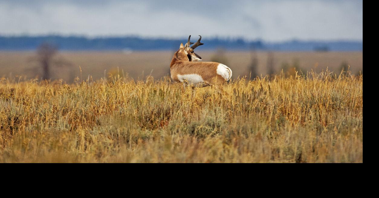 “Killed and left to decay”: USA’s fastest mammal at the centre of a poaching case in Colorado