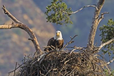 Where to see 1,000+ bald eagles passing through Colorado