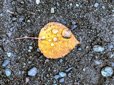 Fall Aspen Leaf With Dew Drop Photo Credit: cweimer4 (iStock).