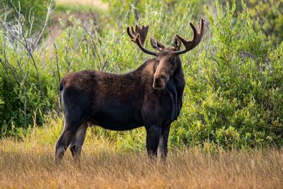 Bull moose standing tall File photo. Photo Credit: John Morrison (iStock).