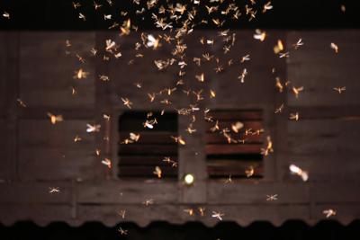 Moths flying around light bulbs Photo Credit: NeagoneFo (iStock).