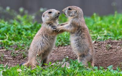 do prairie dogs have the plague