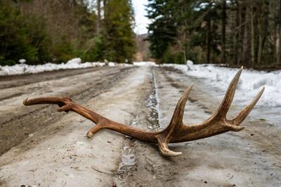 Red Deer antler shed on a forest road. Photo Credit: SzymonBartosz (iStock).