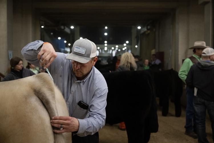 Cattle preening takes months before Stock Show, News