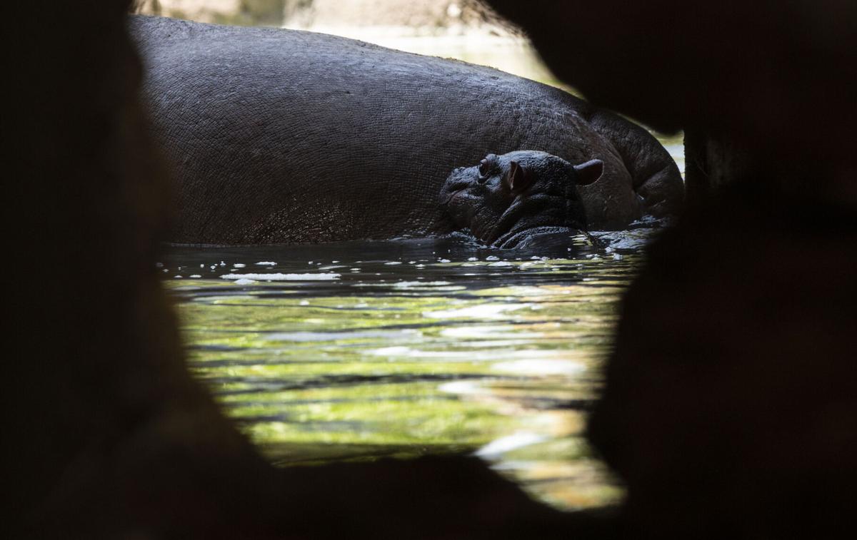bouncing hippo