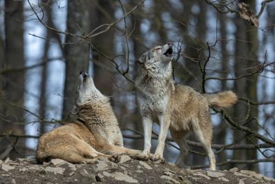 Two howling wolves Photo Credit: Andyworks (iStock).