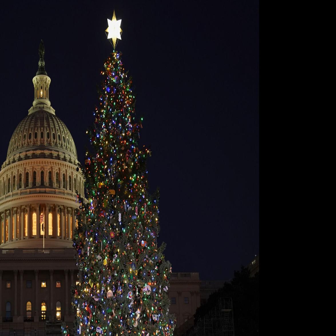 Gunnison Christmas Tree Lighting 2022 Christmas Tree From Colorado Lights Up The U.s. Capitol | Local News |  Denvergazette.com