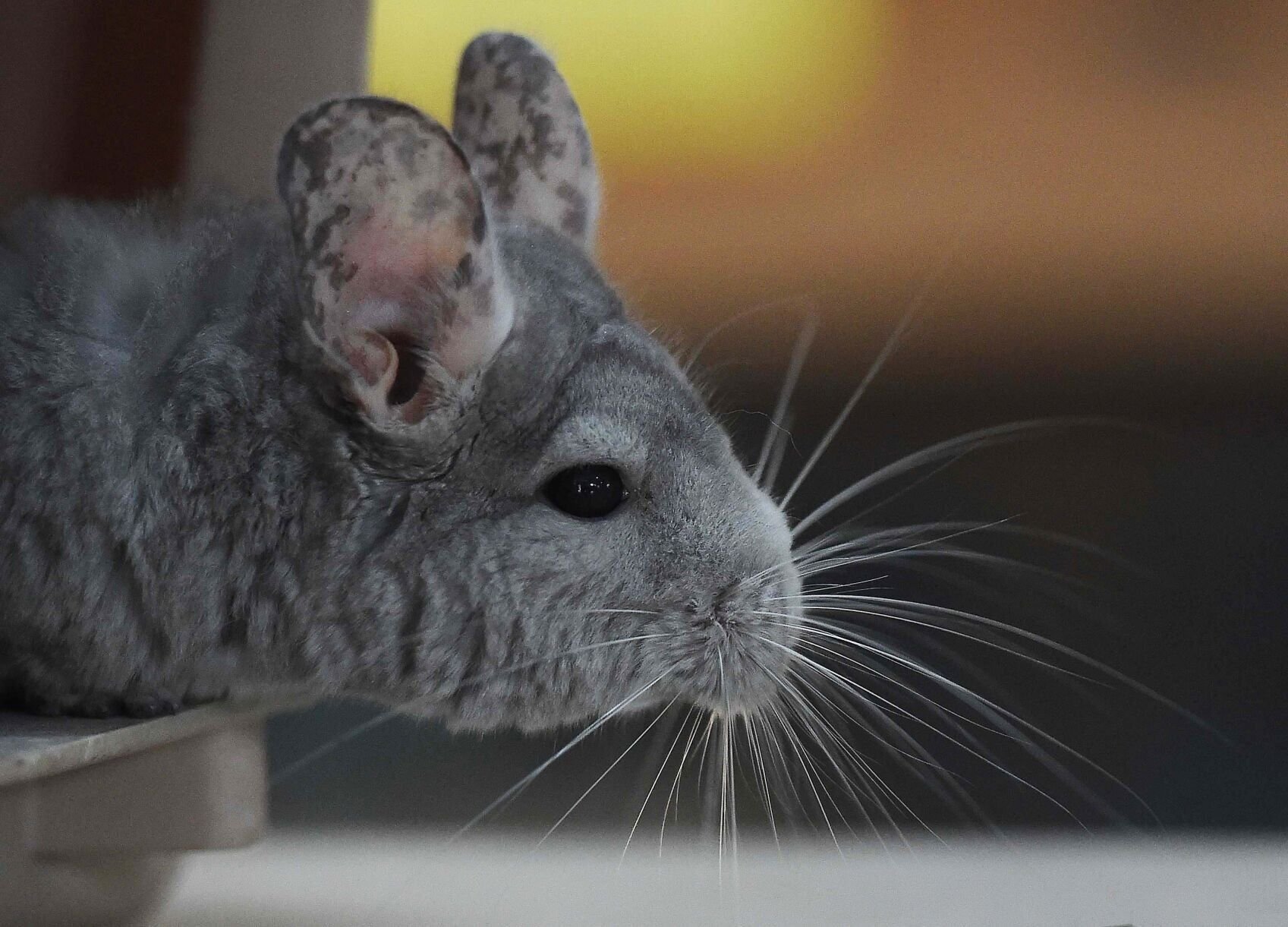 Chinchilla cuddly hot sale