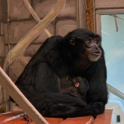 Baby Ape at Cheyenne Mountain Zoo