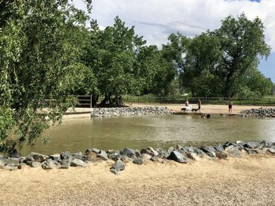 Spring Canyon Dog Park a place for dogs to swim in Fort Collins