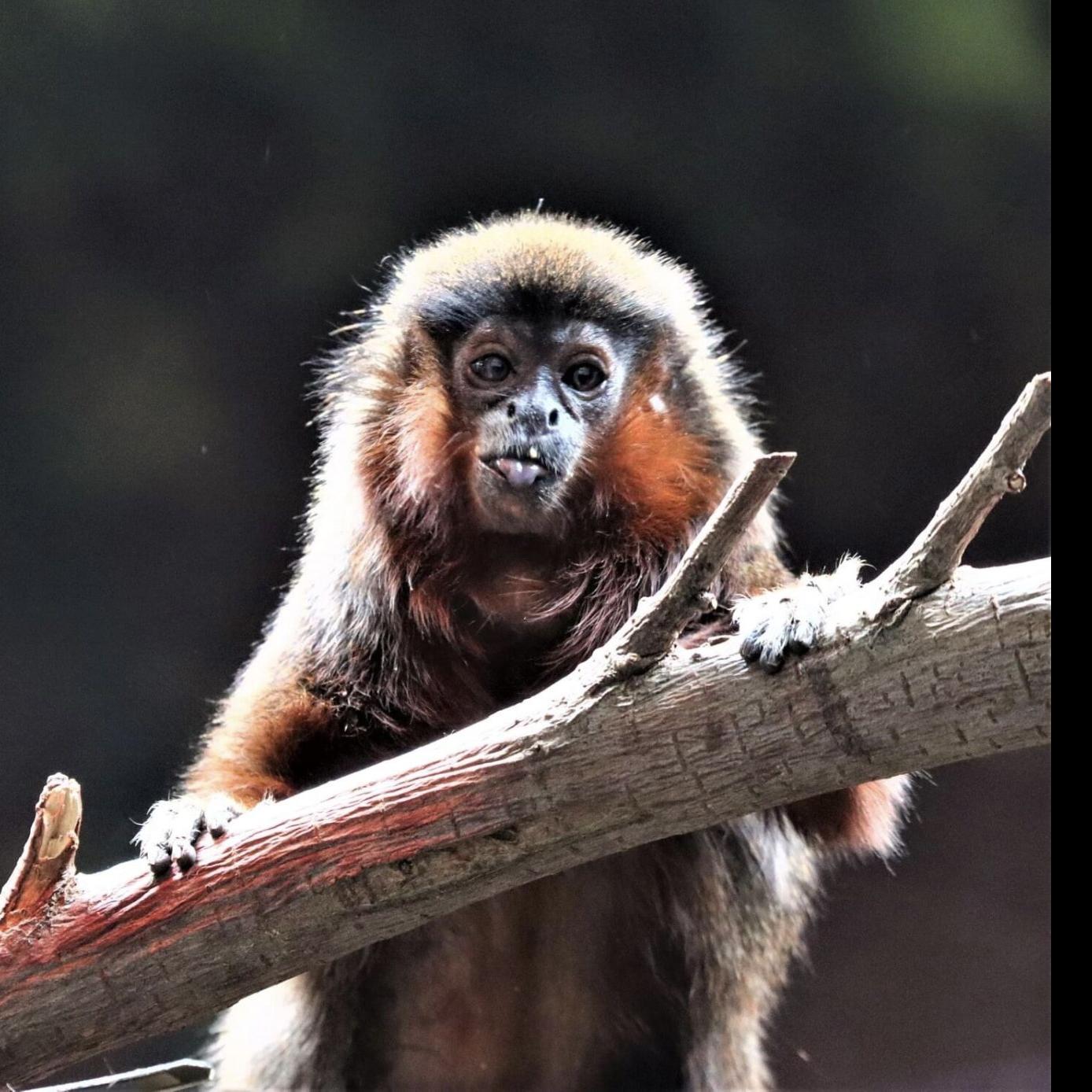 Krydderi Snor diskret North America's oldest titi monkey, Cinnamon, dies at Denver Zoo | News |  denvergazette.com