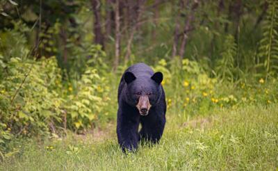 black bear approaching in grass Photo Credit: JenDeVos (iStock).