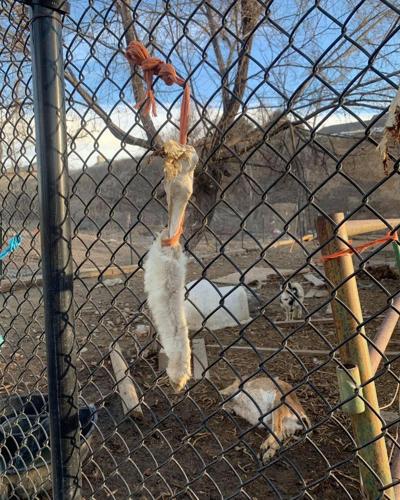 Several dead animals removed from Weld County property amid neglect, abuse  allegations | Crime & Justice 