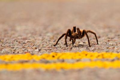 Tarantula crossing the road.